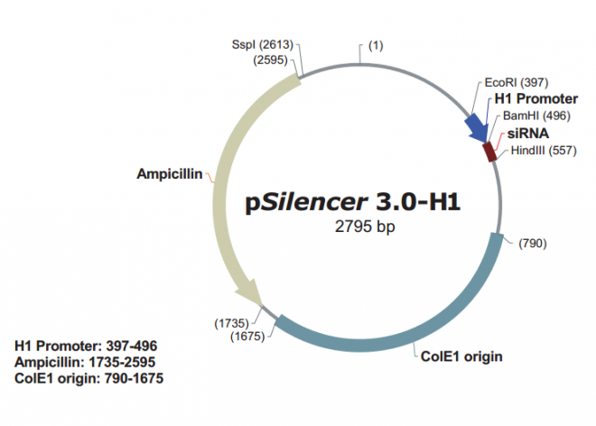 pSilencer 3.0-H1载体图谱